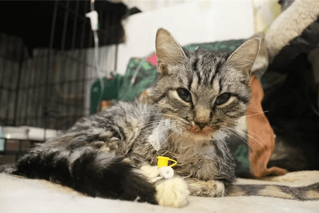 Панлейкопения у кошки – признаки, лечение, последствия